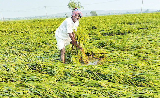farmer.jpg