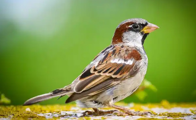 sparrow.jpg