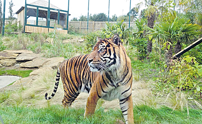 tiger.jpg