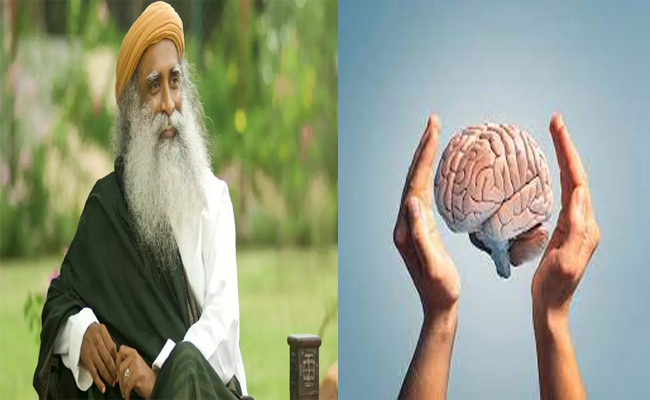 brain_0.jpg