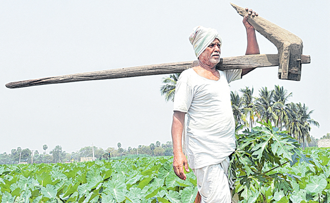 farmer.jpg