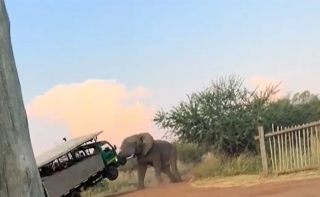 elephant_20attack.jpg