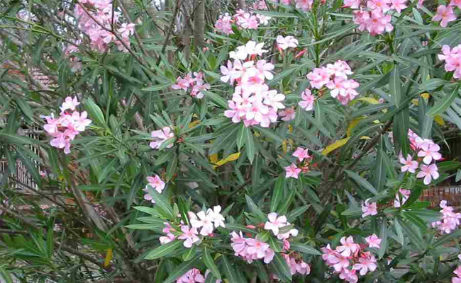 oleander.jpg