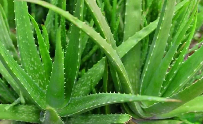 aloevera.jpg