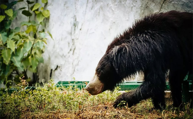 bear.jpg