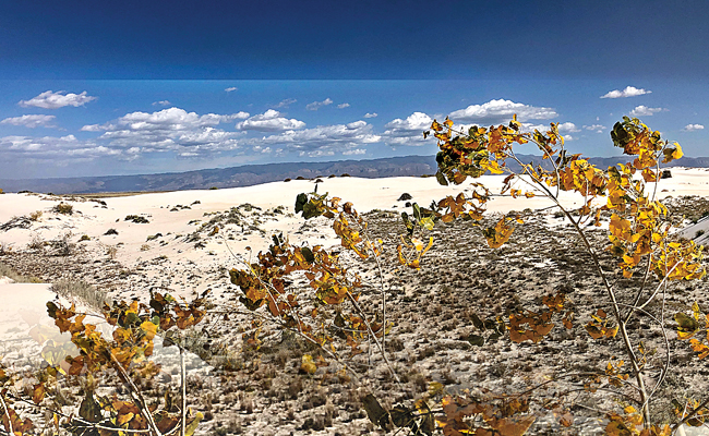 Deserts.jpg
