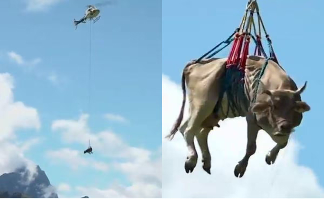 cow.jpg