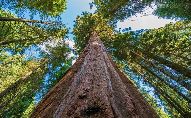 tree.jpg