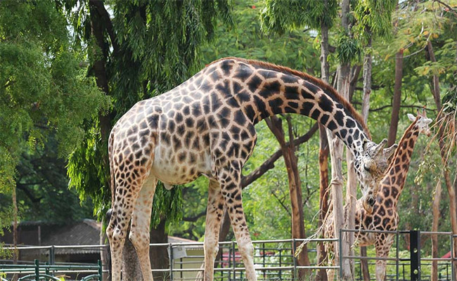 zoo.jpg