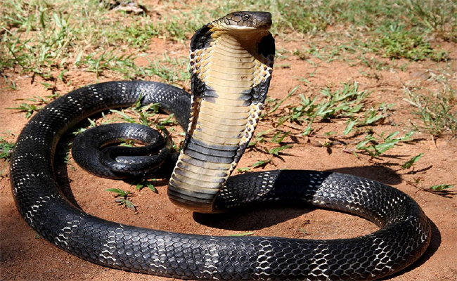 snake1.jpg