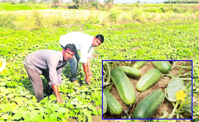 Cucumber.jpg