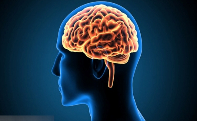 brain1.jpg