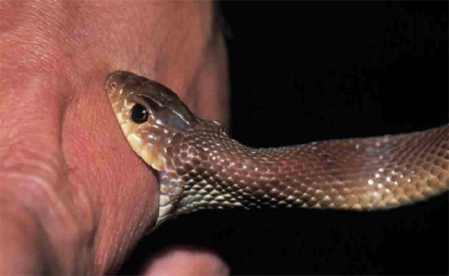 snake.jpg