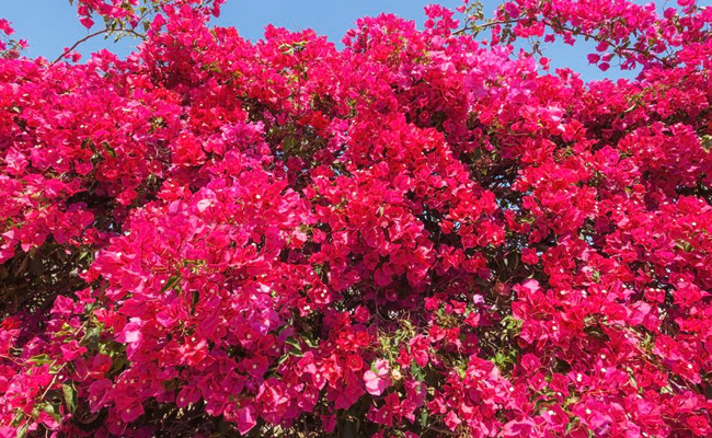 bougainvillea.jpg