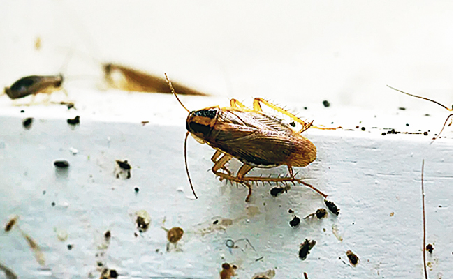 Cockroach.jpg