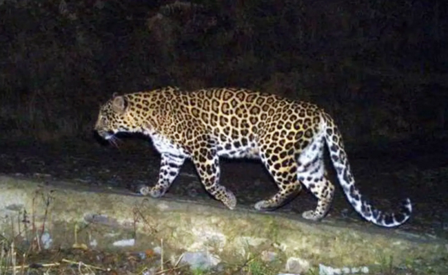 Leopard.jpg