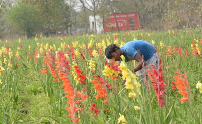 flowers.jpg