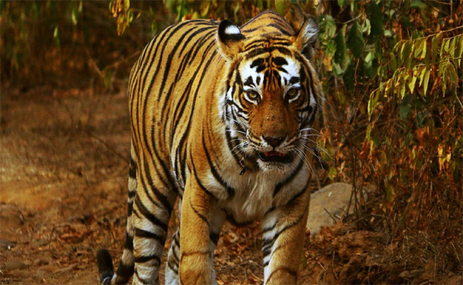 tiger.jpg