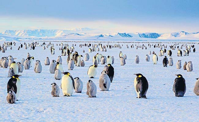 penguine_0.jpg