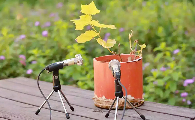 Plants-Scream-When-Uprooted.jpg