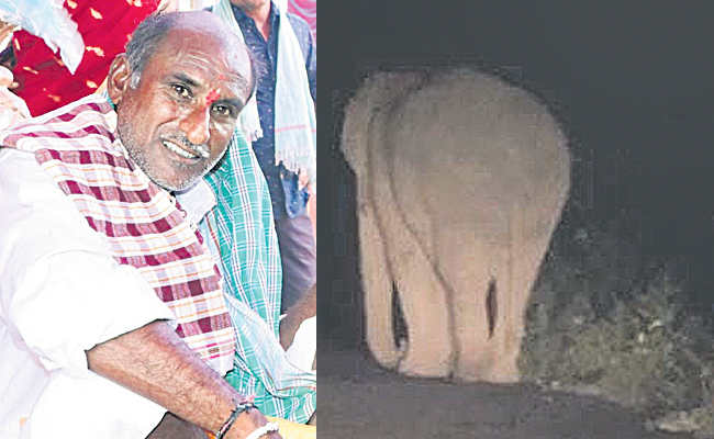 elephant.jpg