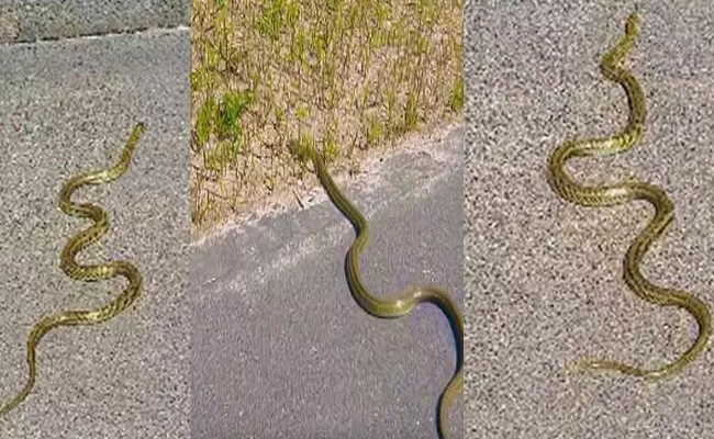 goldensnake.jpg