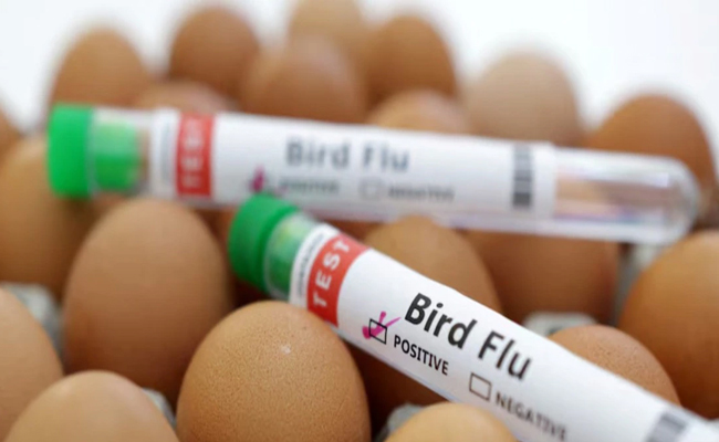 BIRDFLU.jpg
