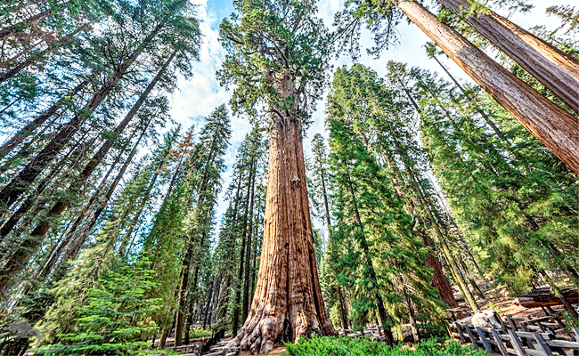 Largest-Tree-In-Sequoia-National-Park-US.jpg