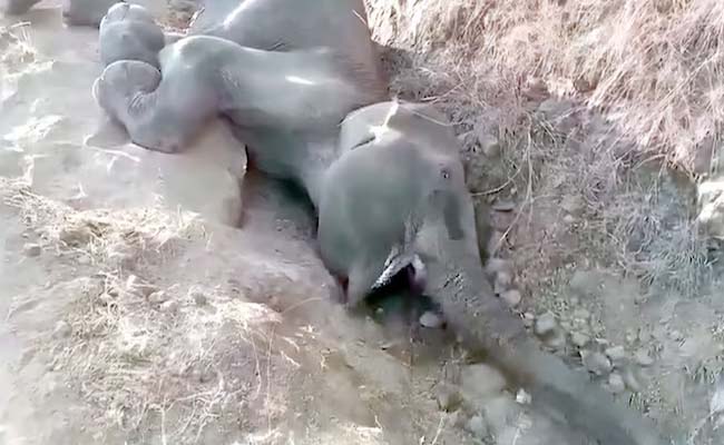 thirstyelephant.jpg