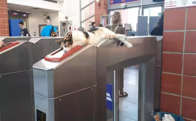 cats.jpg