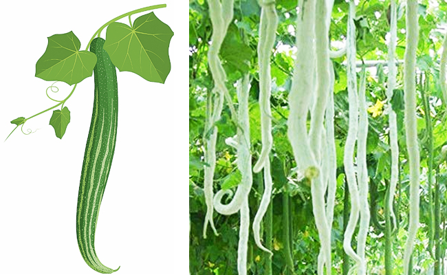 Snake-Gourd.jpg