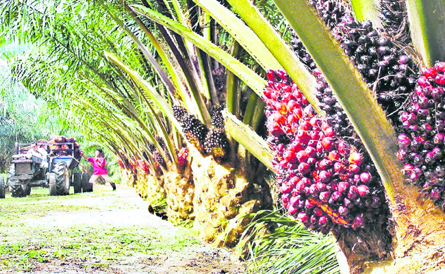 oil_20palm.jpg