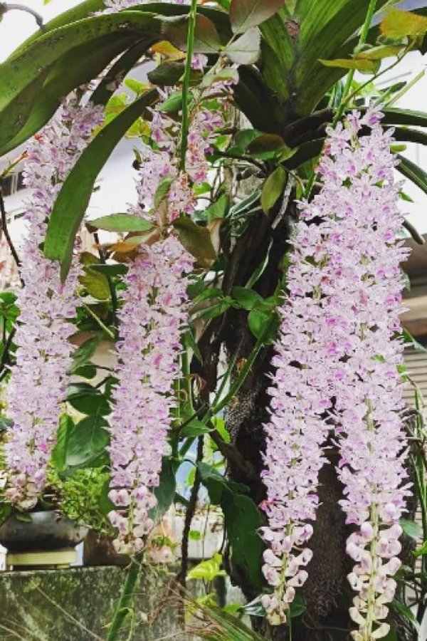 Bohag-Bihu-10.jpg 11