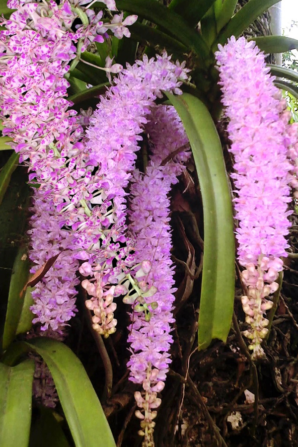 Bohag-Bihu-11.jpg 12