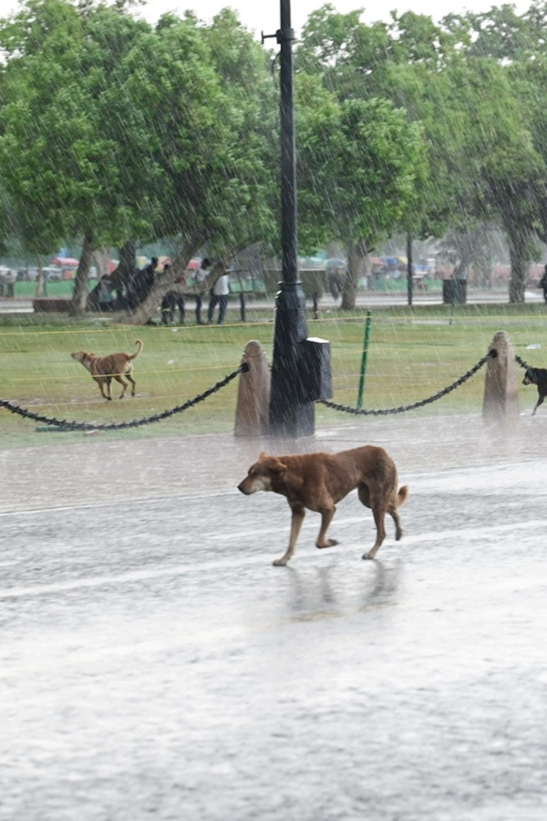 Delhi-Heavy-Rains-15.jpg 15
