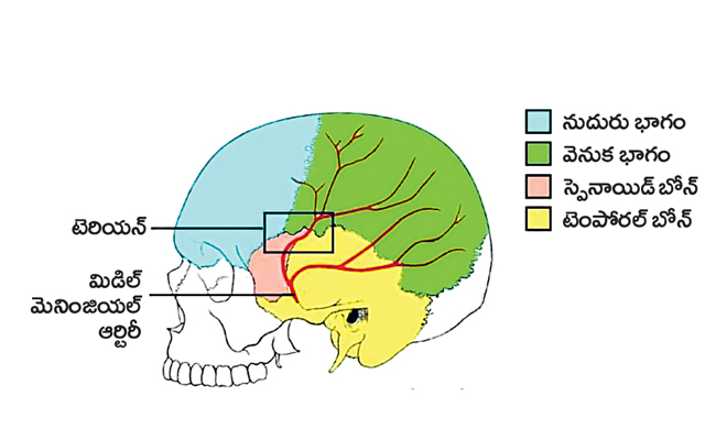 brain.jpg
