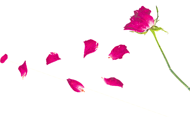 rose.jpg
