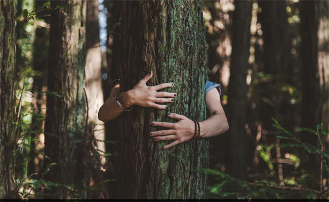 Tree.jpg