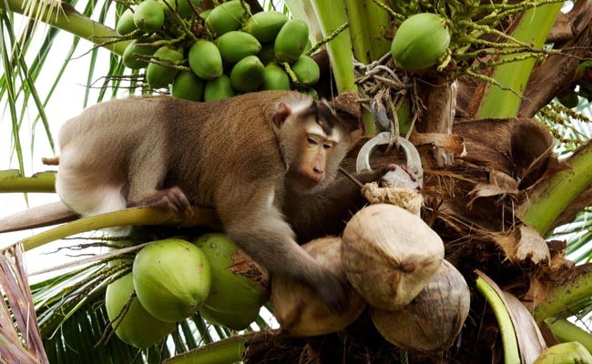monkey.jpg