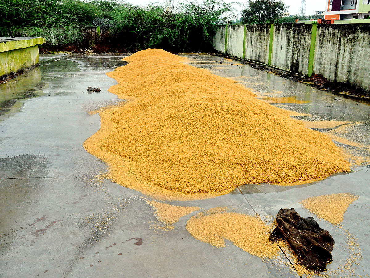 Crops_20Damage_20Due_20to_20Unexpected_20Rain_20in_20Telangana_20Photos_20_2812_29.jpg 13