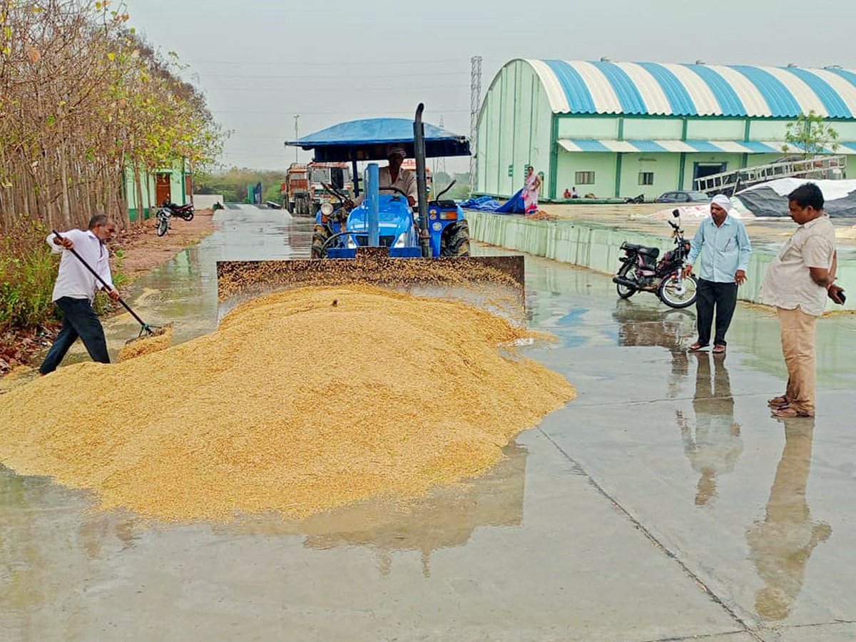 Crops_20Damage_20Due_20to_20Unexpected_20Rain_20in_20Telangana_20Photos_20_2813_29.jpg 14
