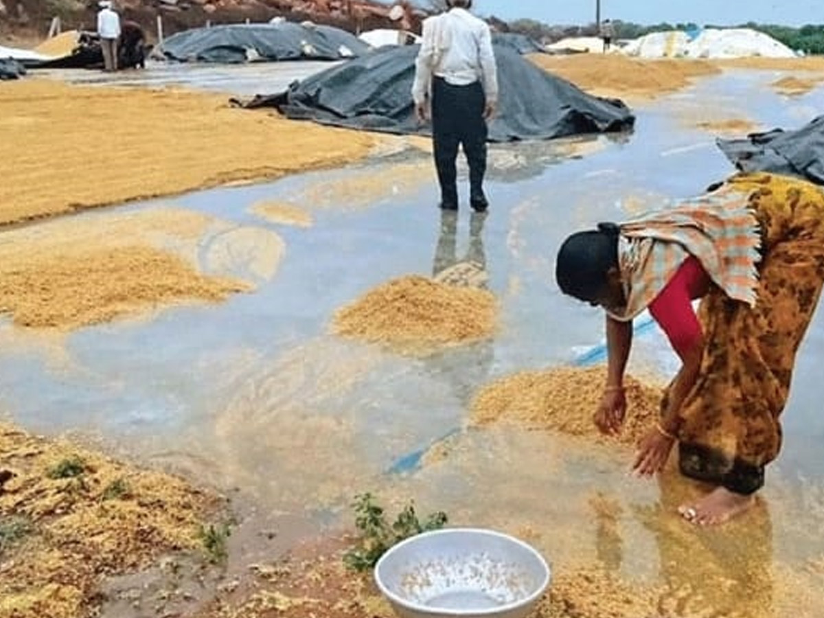 Crops_20Damage_20Due_20to_20Unexpected_20Rain_20in_20Telangana_20Photos_20_2818_29.jpg 19