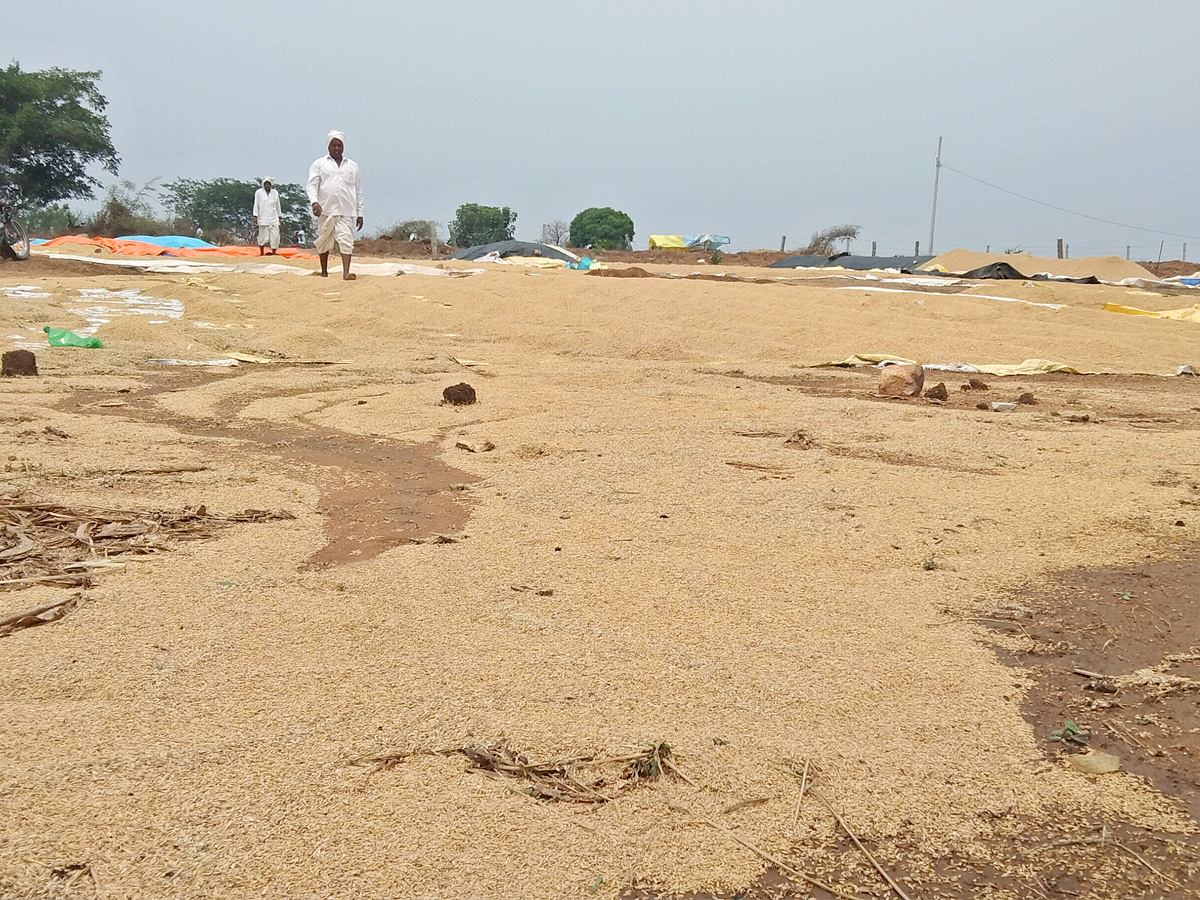 Crops_20Damage_20Due_20to_20Unexpected_20Rain_20in_20Telangana_20Photos_20_282_29.jpg 3