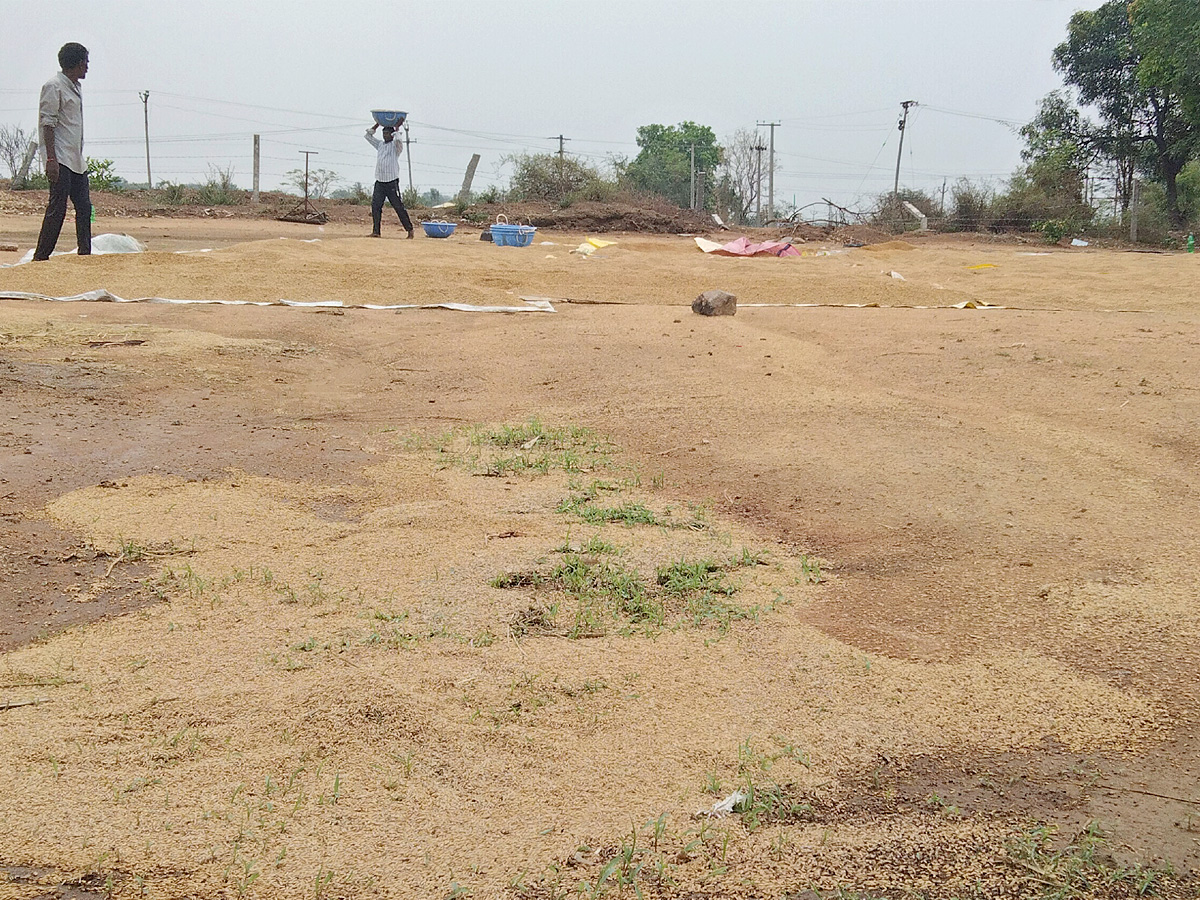 Crops_20Damage_20Due_20to_20Unexpected_20Rain_20in_20Telangana_20Photos_20_284_29.jpg 5