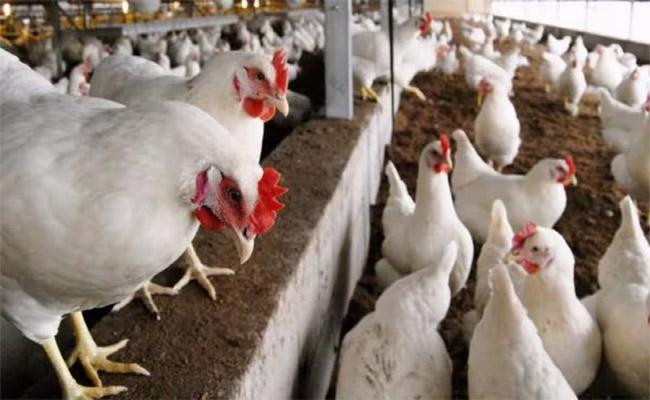 bird-flu.jpg