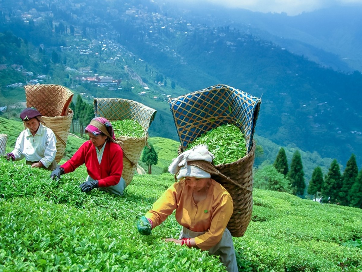 6.Darjeeling.jpg 7