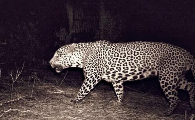 cheetah.jpg