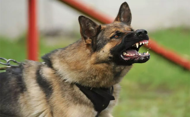dogs.jpg