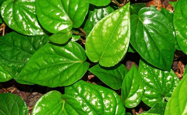 Betelleaf_hairfall.jpg