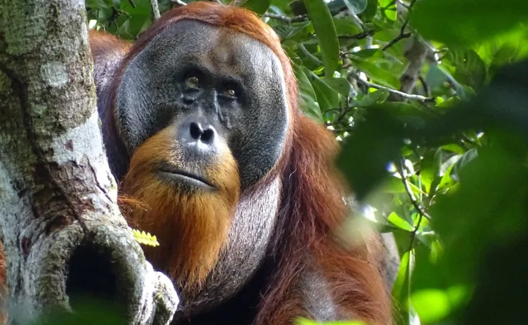 Orangutan.jpg